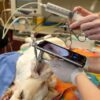 Foxtail removal scope