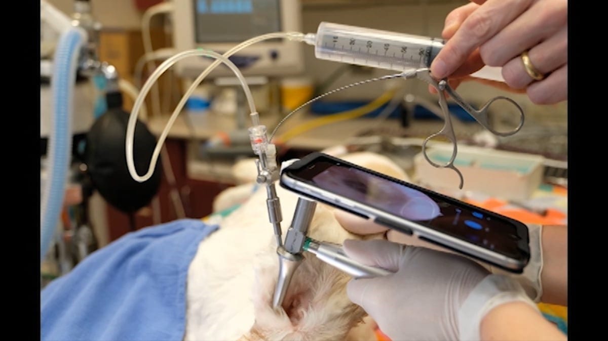 Veterinary Video Otoscope System that works with iPhone VetOvation