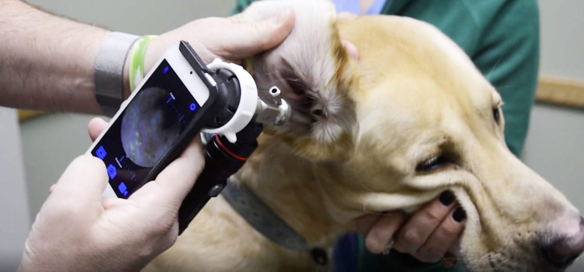 Veterinary Video Otoscope System that works with iPhone VetOvation
