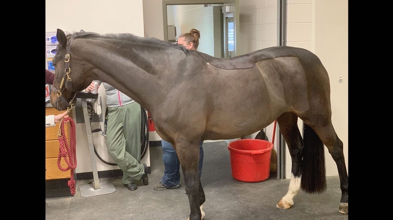 Equine thumb VetOvation