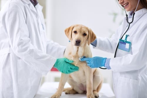 What Does Minimally Invasive Veterinary Surgery Mean VetOvation