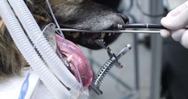 endoscopy veterinary | VetOvation