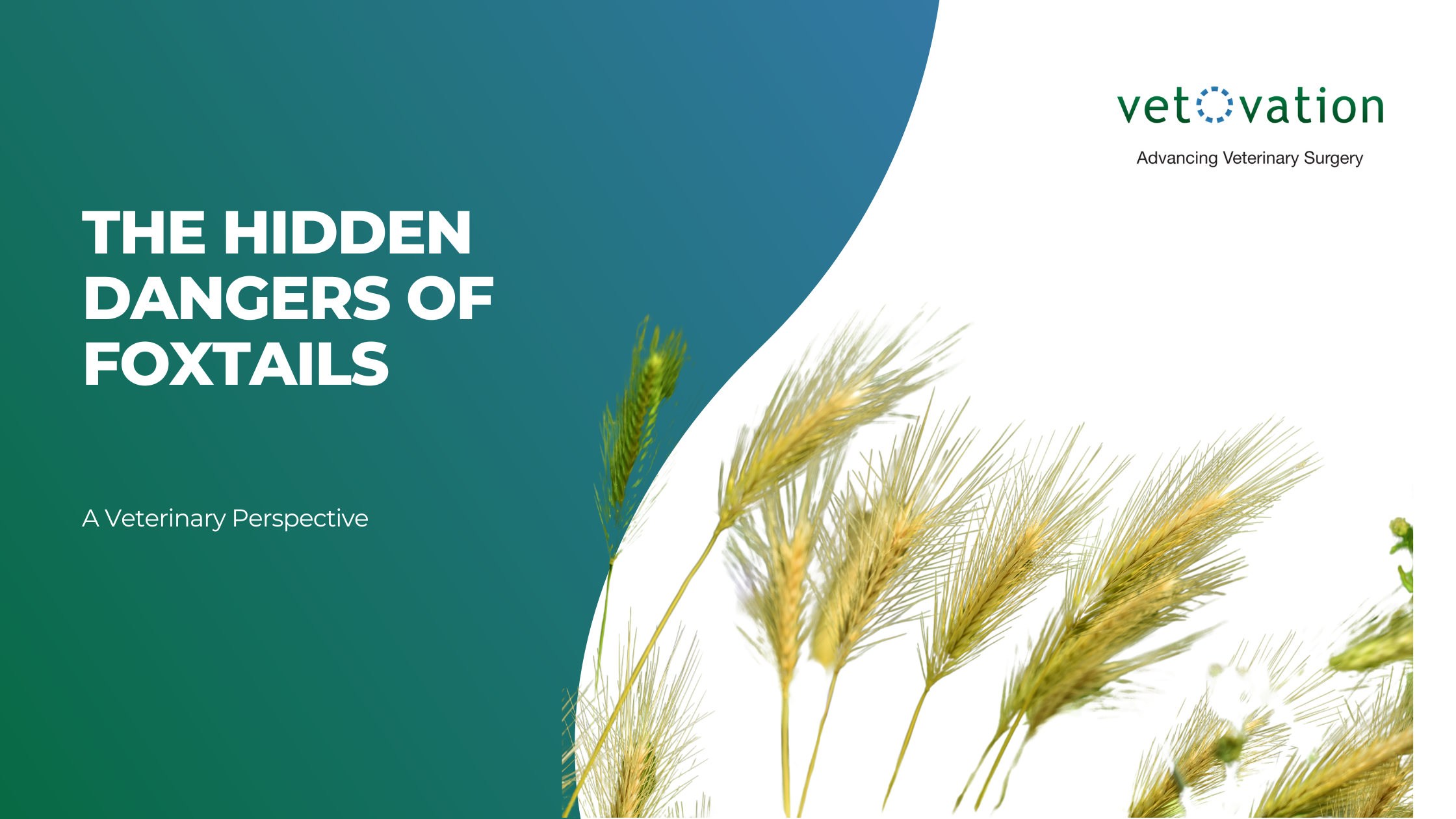 The Hidden Dangers of Foxtails: A Veterinary Perspective